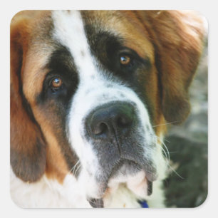 St. Bernard Square Sticker