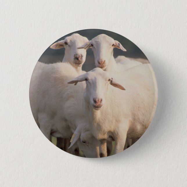 St. Croix sheep 2 Inch Round Button (Front)