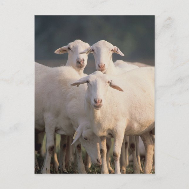 St. Croix sheep Postcard (Front)