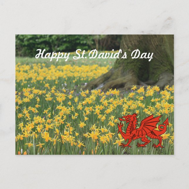 St. David's Day Daffodils Postcard (Front)