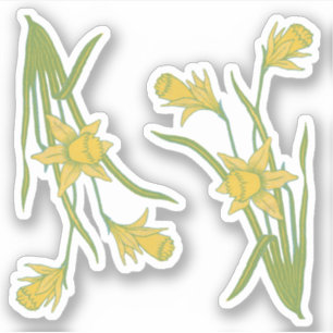 St. David's or St. Piran's Day Daffodils (fL) -