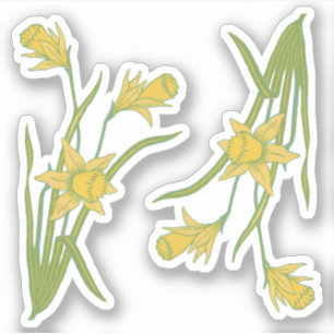 St. David's or St. Piran's Day Daffodils (fR) -