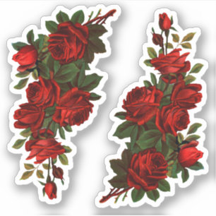 St. George's Day Roses (fL)