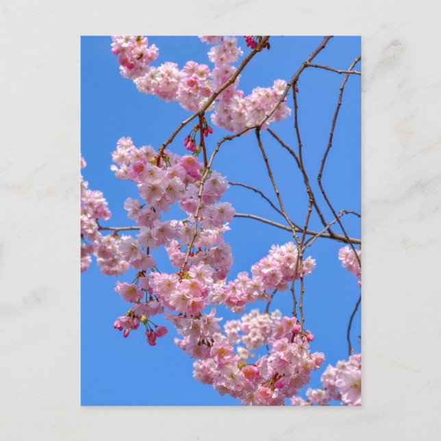 St James's Park London UK Carte postale (Devant)