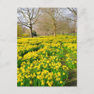 St James's Park London UK Postcard