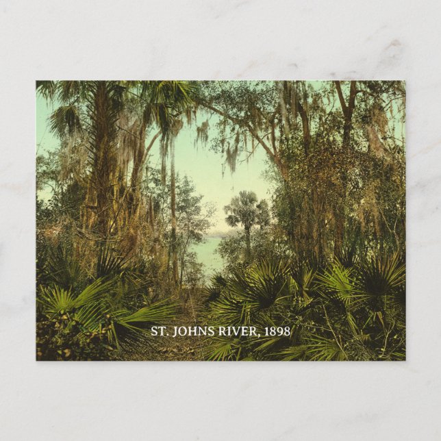 St. Johns River Florida 1898 Photo Postcard (Front)