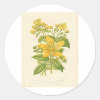 St. John's Wort, Botanical Flower Print Sticker