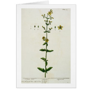 St. John's Wort, plate 15 from 'A Curious Herbal',