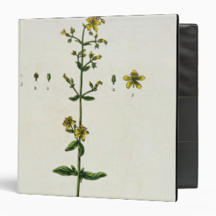 St. John's Wort, plate 15 from 'A Curious Herbal', Binder
