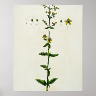 St. John's Wort, plate 15 from 'A Curious Herbal', Poster
