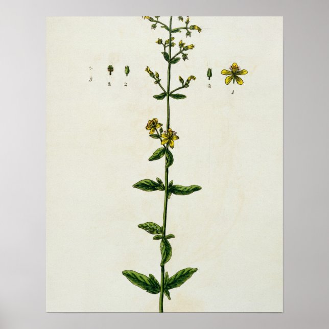 St. John's Wort, plate 15 from 'A Curious Herbal', Poster (Front)