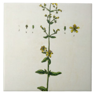 St. John's Wort, plate 15 from 'A Curious Herbal', Tile