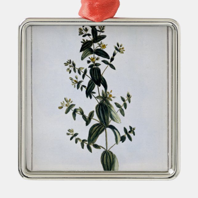 St. John's Wort, plate 62, from 'Collection Precie Metal Ornament (Front)
