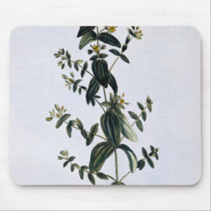 St. John's Wort, plate 62, from 'Collection Precie Mouse Pad