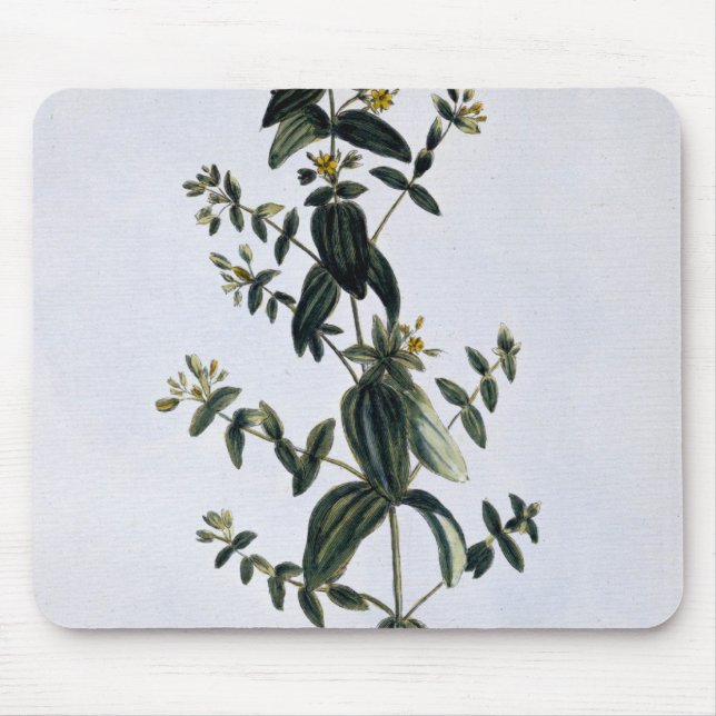 St. John's Wort, plate 62, from 'Collection Precie Mouse Pad (Front)