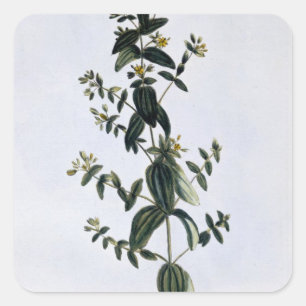 St. John's Wort, plate 62, from 'Collection Precie Square Sticker