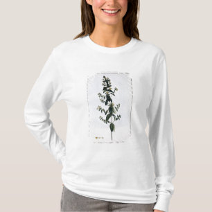 St. John's Wort, plate 62, from 'Collection Precie T-Shirt