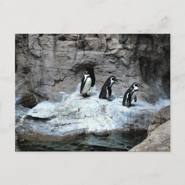 St Louis Zoo 2009 Postcard (Front)