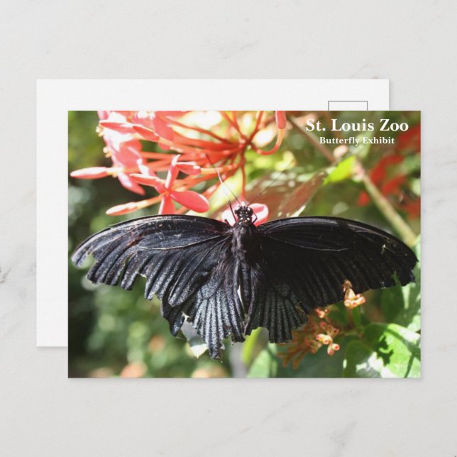 St. Louis Zoo Butterfly Postcard (Front/Back)