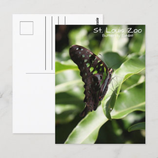 St. Louis Zoo Green Butterfly Postcard