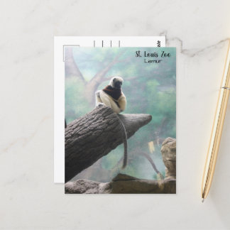 St. Louis Zoo Lemur Postcard