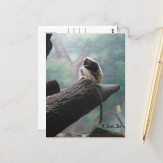St. Louis Zoo Lemur Postcard