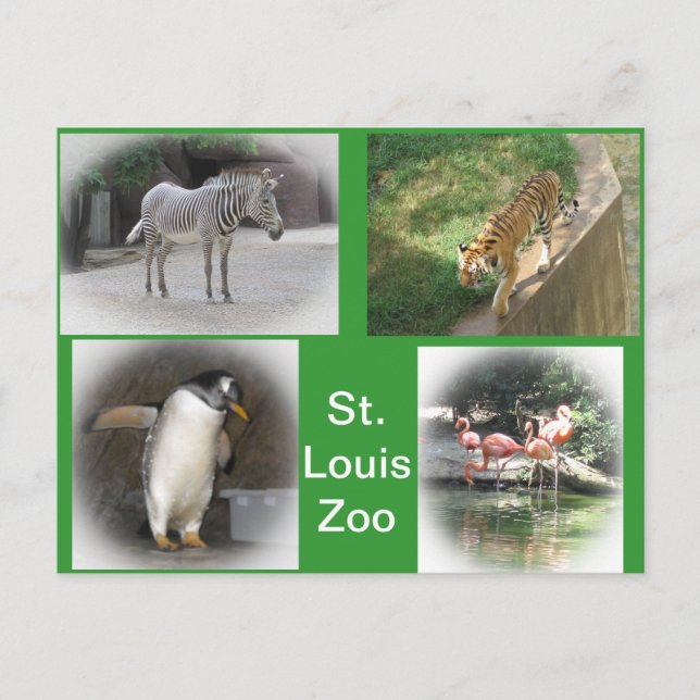 St. Louis Zoo Postcard (Front)
