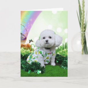 St Patrick's Day - Bichon Frise - Mia Card