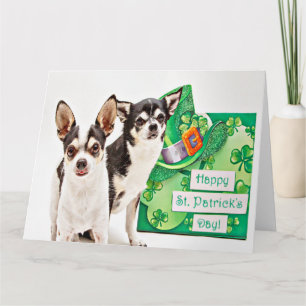 St. Patrick's Day Chihuahua's Card