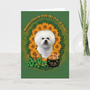 St Patricks - Pot of Gold - Bichon Frise Card