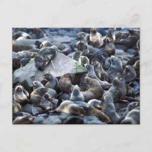 St. Paul Island Fur seal rookery, Pribilofs Postcard