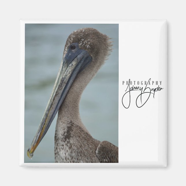 St. Pete Pelican 2x2 Magnet (Front)