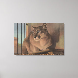 St. Petersburg, Florida - Picture Of Florida Canvas Print