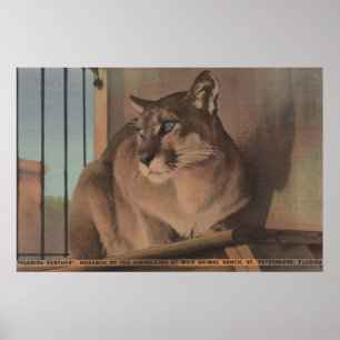 St. Petersburg, Florida - Picture Of Florida Poster