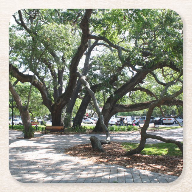 St Simons Island GA Wandering Oak Photo Square Paper Coaster (Front)