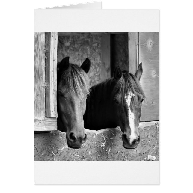 Stable mates (Front)