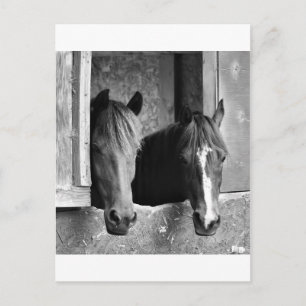 Stable mates postcard