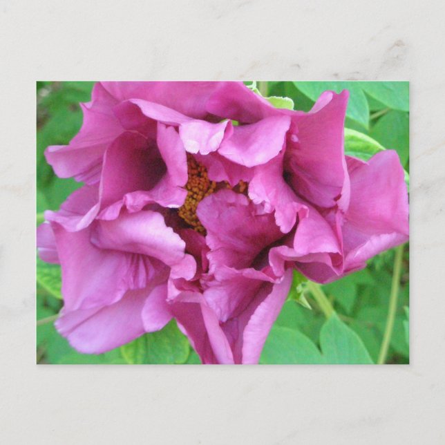 Stacey's Floral Design's Postcard (Front)