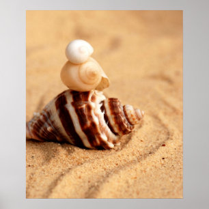 Stack of Pretty Conch Shells Poster