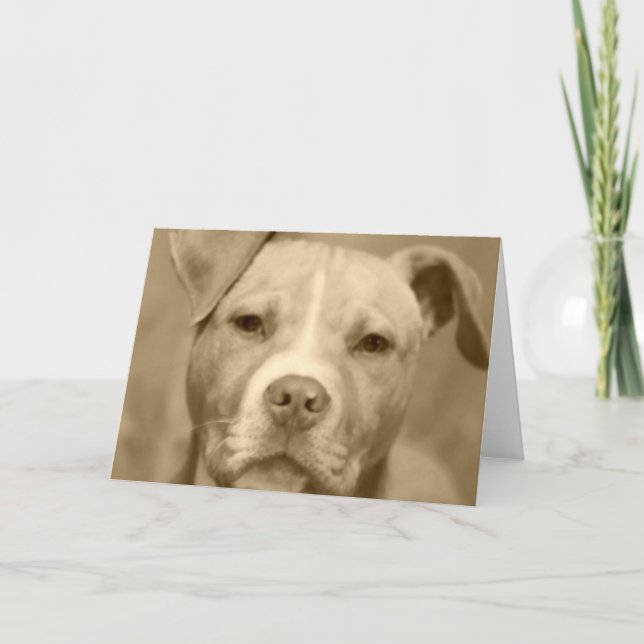 Staffie doux font face à la carte de voeux (Devant)