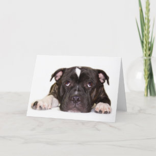 Staffordshire bull terrier card R001