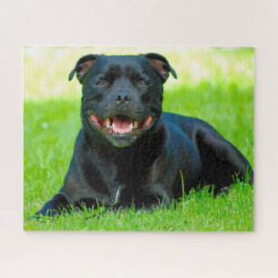 Staffordshire Bull Terrier Dog. Jigsaw Puzzle