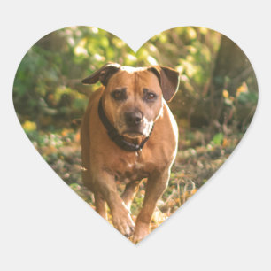 Staffordshire bull terrier heart sticker