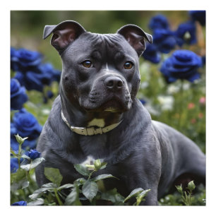 Staffordshire Bull Terrier In Blue Rose Garden, Photo Print