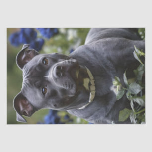 Staffordshire Bull Terrier In Blue Rose Garden,  Tissue Paper