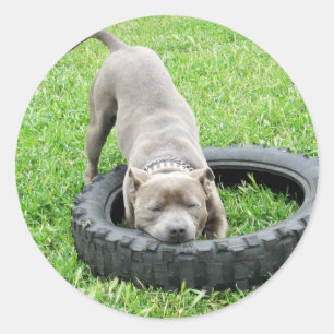 Staffordshire Bull Terrier, One Chomp, Classic Round Sticker