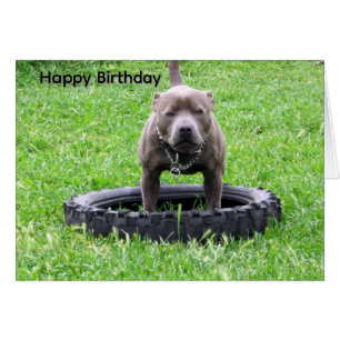Staffordshire Bull Terrier Play Time Birthday Card