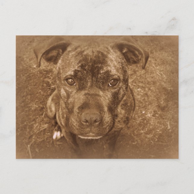 Staffordshire Bull Terrier Postcard (Front)