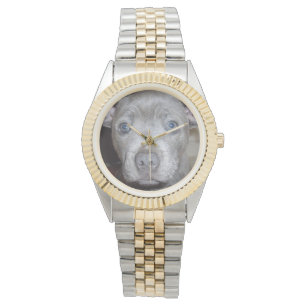 Staffordshire Bull Terrier Puppy Face, Watch