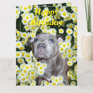 Staffordshire Bull Terrier Puppy In Daisies, Card